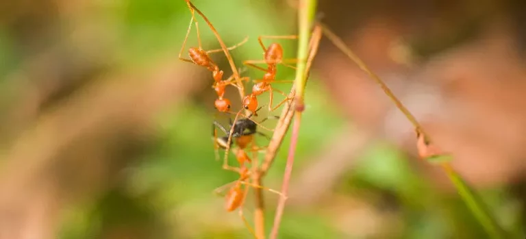 Как уничтожить муравьев в квартире